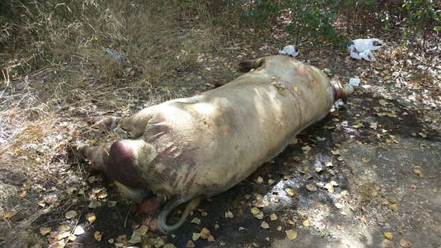 El cerdo de 'La Charca', en Talavera La Nueva, sigue sin retirarse