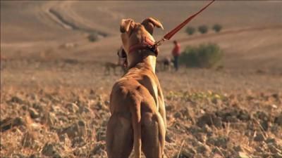 CLM | A juicio por cazar furtivamente con galgos