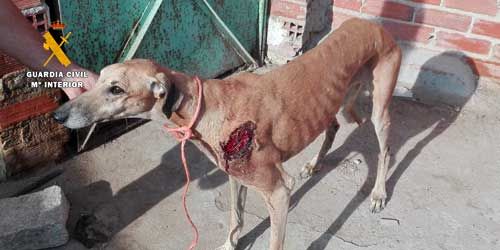 Dos detenidos por sustraer perros galgos tras practicarles incisiones para extraerles los microchips en Toledo