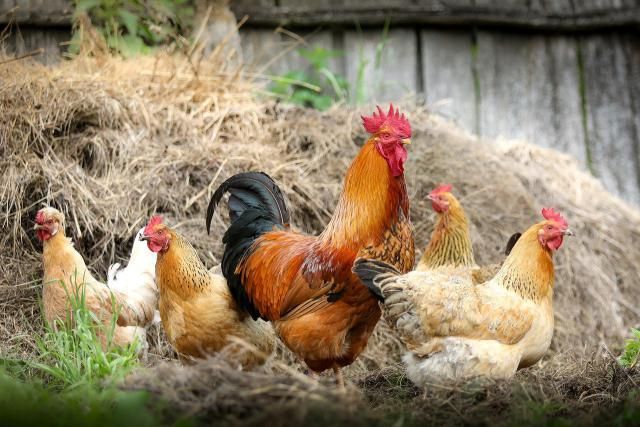 Encuentran 150 gallinas decapitadas en Toledo