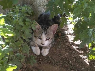 AMIBICHOS colabora con el Ayuntamiento para el control de la colonia de gatos de La Milagrosa