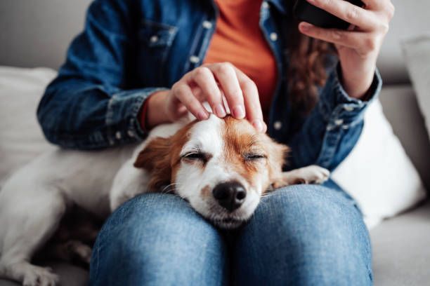 Claves para viajar en coche en agosto con tu mascota