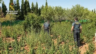 Desarticulado un grupo criminal dedicado al cultivo de marihuana