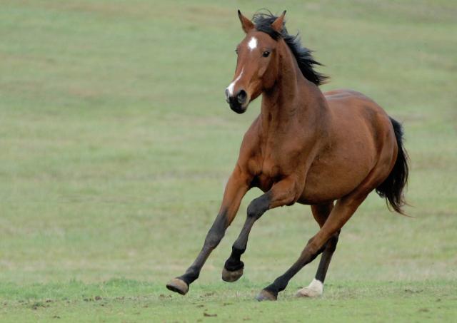 Caballo./ Foto: Pixabay 