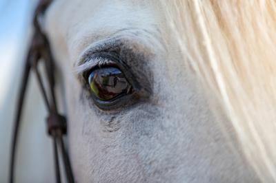 Muere la joven de 24 años que sufrió un golpe al caerse de un caballo en Pepino