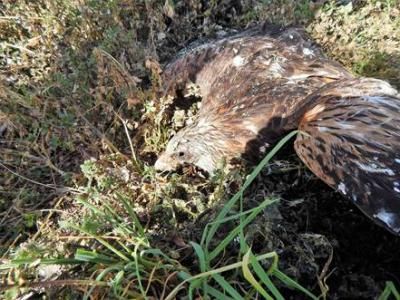 Denuncian la muerte alarmante de rapaces protegidas en la provincia de Toledo