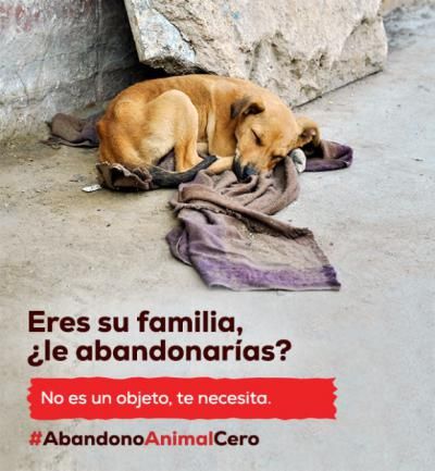 Abandono de mascotas en España: últimas cifras y cómo combatirlo