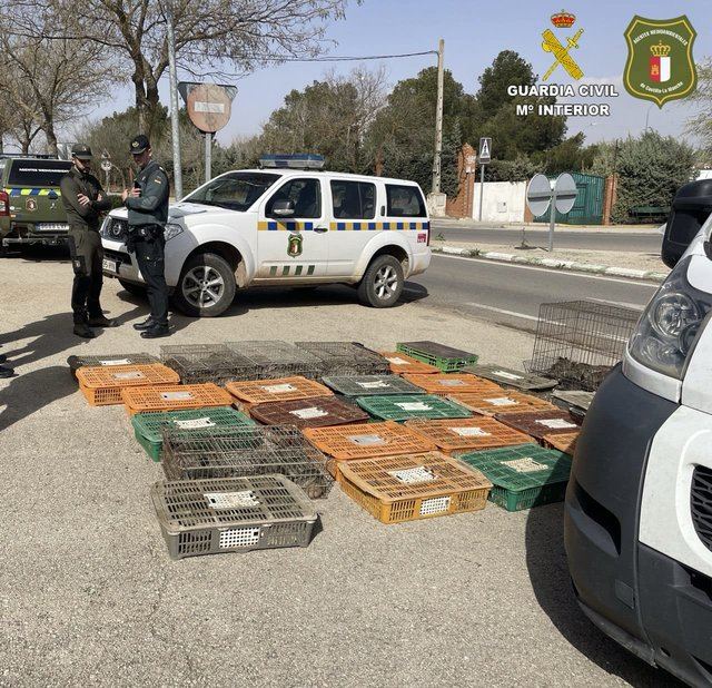 Interceptan a una persona con más de 300 conejos de campo vivos cazados de manera ilegal