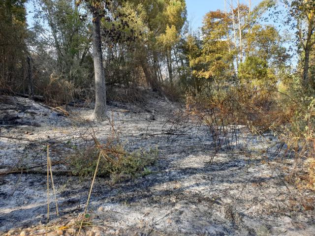 Así ha quedado el terreno quemado junto a la presa de Cazalegas