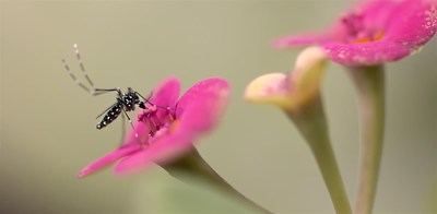 Tras la primavera lluviosa, se prevé mayor presencia de insectos que pueden dañar las cosechas