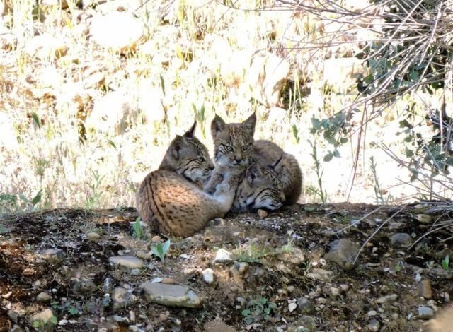 Castilla-La Mancha cuenta, al menos, con 16 nuevas crías de lince ibérico nacidas en libertad