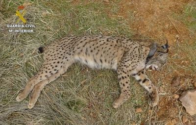 Investigan a un cazador por la muerte de un lince ibérico