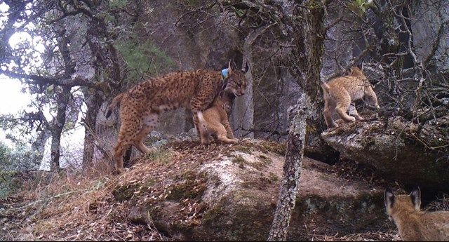 Localizan en los Montes de Toledo una nueva camada de linces de una hembra liberada en Extremadura