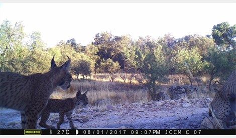 Nacen tres cachorros de lince ibérico en libertad en los Montes de Toledo