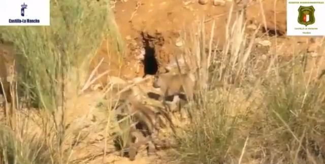 Los cuatro primeros ejemplares de lince ibérico del año nacidos en estado natural en los Montes de Toledo