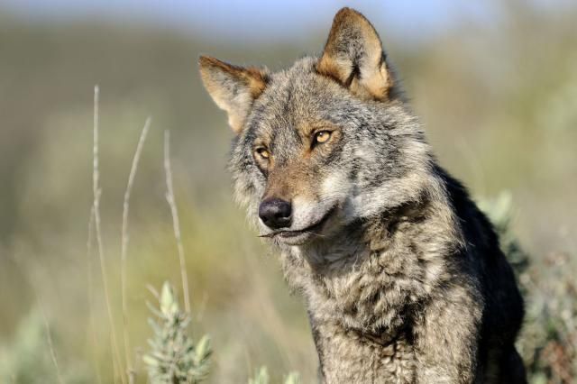 Ayudas para paliar daños relacionados con ataques de lobo ibérico al ganado