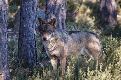 CLM convoca ayudas contra daños por ataques de lobo