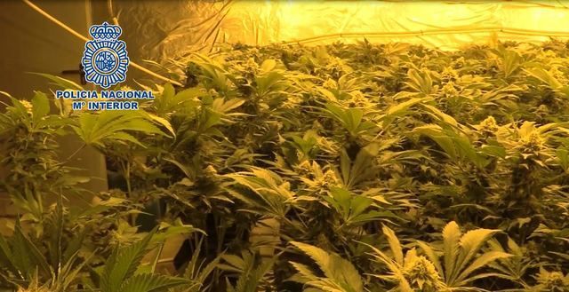 La Policía Nacional lidera la lucha internacional contra el cultivo y el tráfico ilícito de marihuana.