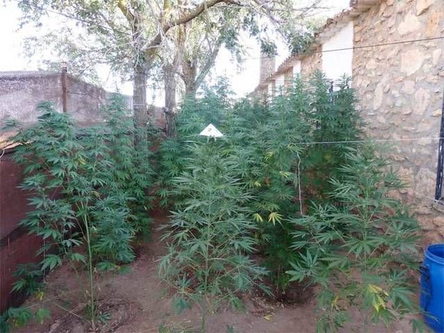 250 plantas de marihuana incautadas y dos personas detenidas en Alcázar de San Juan (Ciudad Real)