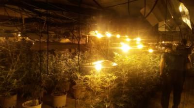 VÍDEO | Desmantelan una plantación con 500 plantas de marihuana en una nave de Alberche