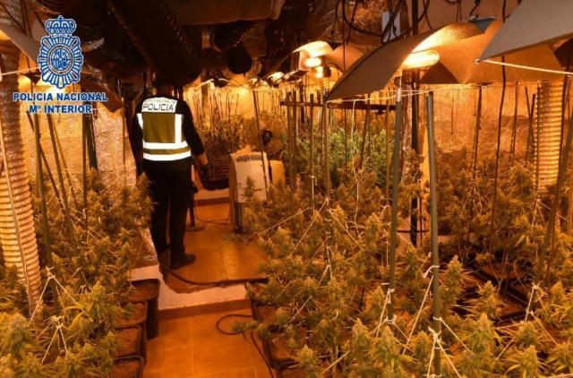 Desmantelan una plantación de más de 500 plantas de marihuana en Alcázar