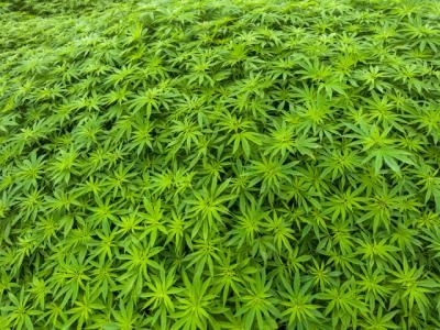 Un detenido en Alcaudete de la Jara por cultivar 683 plantas de marihuana en el interior de una vivienda