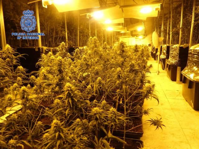 Polígono de Cazalegas: Detienen a 6 personas y desmantelan un cultivo de marihuana con 1.300 plantas