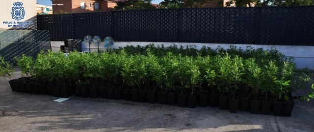 Detienen a cinco personas que cultivaban 2.000 plantas de marihuana en chabolas