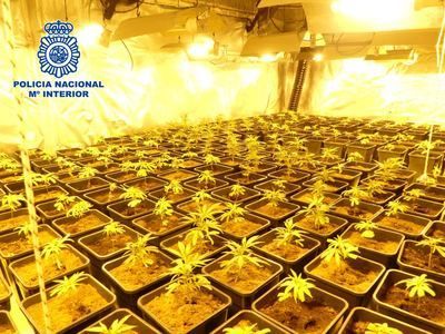 Desmantelados seis puntos de cultivos 'indoor' de marihuana