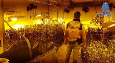 Desmantelado en El Casar de Escalona un centro de cultivo de marihuana con 560 plantas