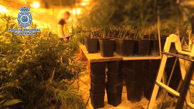 Cae un de los mayores entramados dedicados a importar heroían y cultivar y exportar marihuana  |  POLICÍA NACIONAL