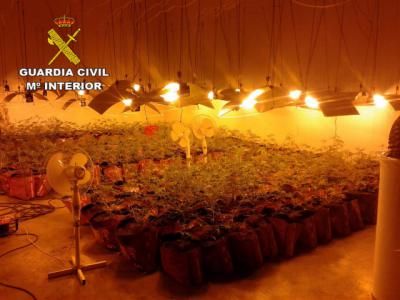 MARIHUANA | Cuatro detenidos y 782 plantas incautadas