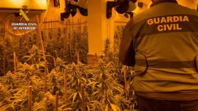 Alquilaron dos casas en un pueblo de Toledo para cultivar y vender 1.500 plantas de marihuana