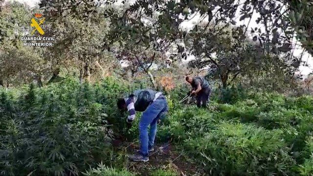 Detienen a tres vecinos de Talavera por una plantación de marihuana con más de 2.000 plantas