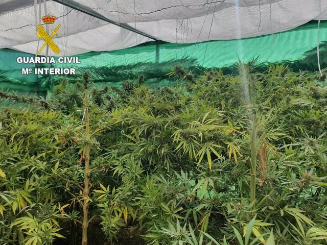 Plantación de marihuana en Cuenca | Guardia Civil