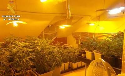 La Guardia Civil detiene a una persona e investiga a otra por cultivar 836 plantas de marihuana