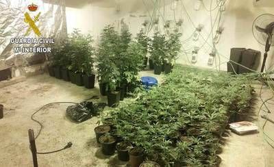 Detenido por cultivar en su casa de Uceda 631 plantas de marihuana