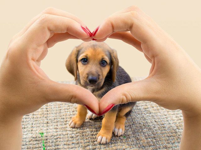 La nueva vida de las mascotas españolas