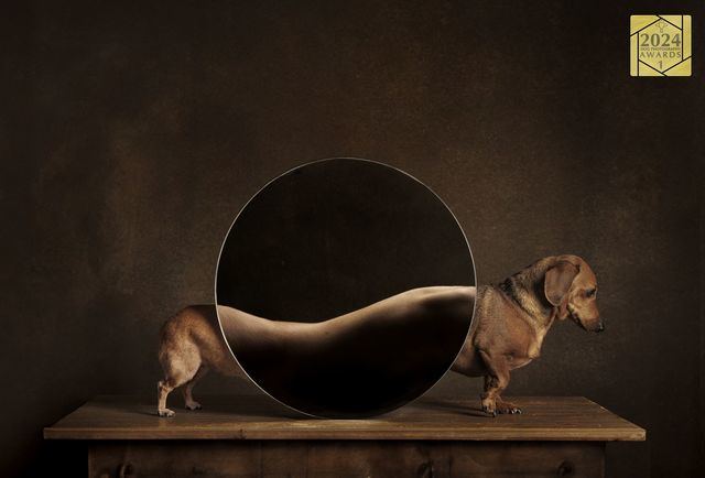 Valeria Cassina, ganadora del primer puesto en los Premios Dog Photography Awards 2024