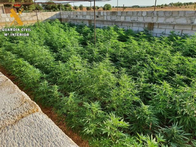 SUCESOS | Detenido por camuflar entre su huerto 723 plantas de marihuana