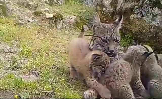 Ecologistas se personará como acusación contra el cazador que mató a una lince y provocó la muerte de sus 4 cachorros