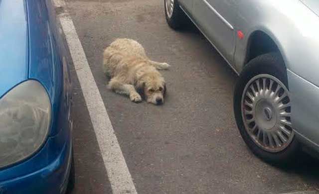 El perro de 'El Pilar' más cerca de tener una familia de acogida