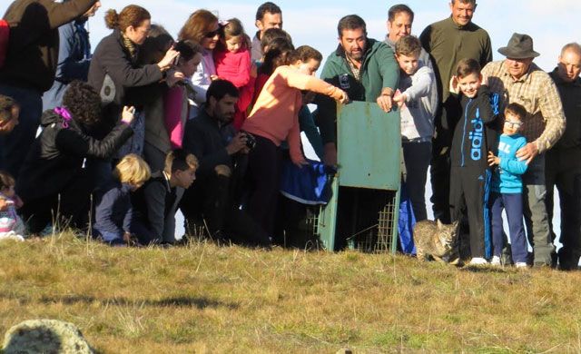 Iberlince realiza la primera suelta de lince ibérico en CLM en 2017