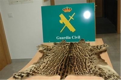 La Guardia Civil incauta una piel de ocelote en la ciudad de Toledo