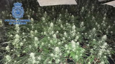 MARIHUANA | Tenían más de 30 kilos en un chalet ocupado de la provincia de Toledo