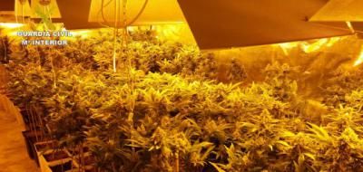 Juzgan en Toledo a los dos acusados de cultivar 800 plantas de marihuana en dos viviendas