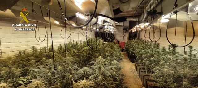 Detenido por tener 591 plantas de marihuana en el interior de una vivienda