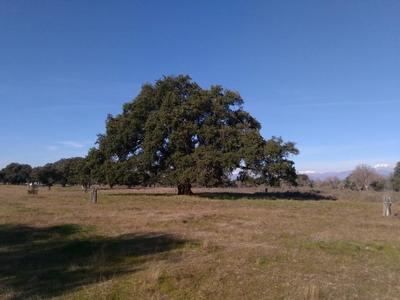 El alcornoque centenario del Dehesón del Encinar, de Oropesa, nuevo árbol singular en la región