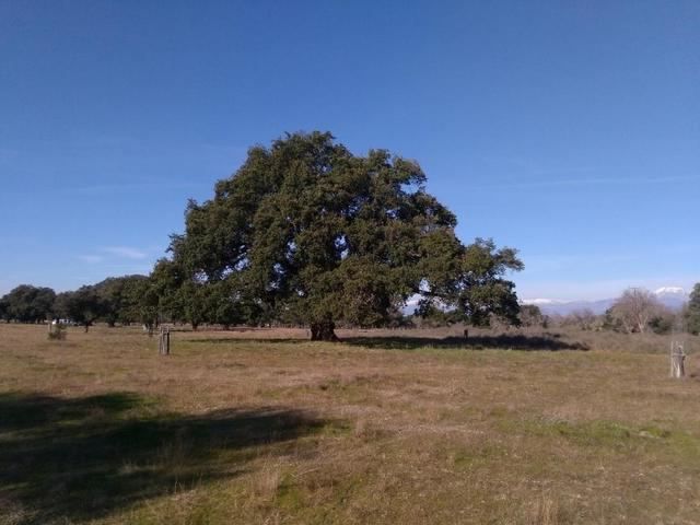 El alcornoque centenario del Dehesón del Encinar, de Oropesa, nuevo árbol singular en la región