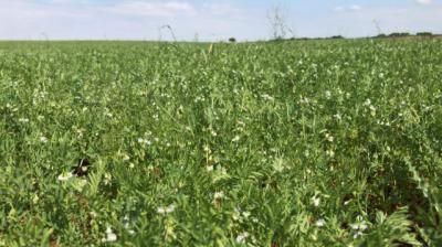 CLM abonará a cerca de 10.000 agricultores más de 2,5 millones de euros de la ayuda acoplada para los cultivos proteicos